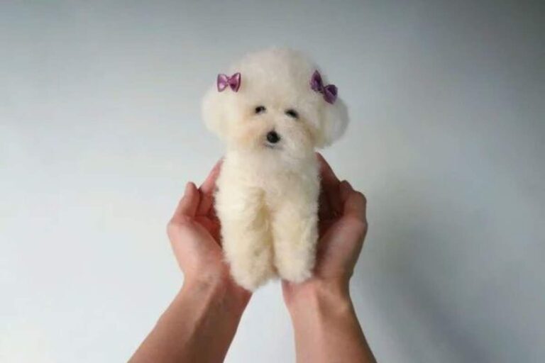 poodle toy preço