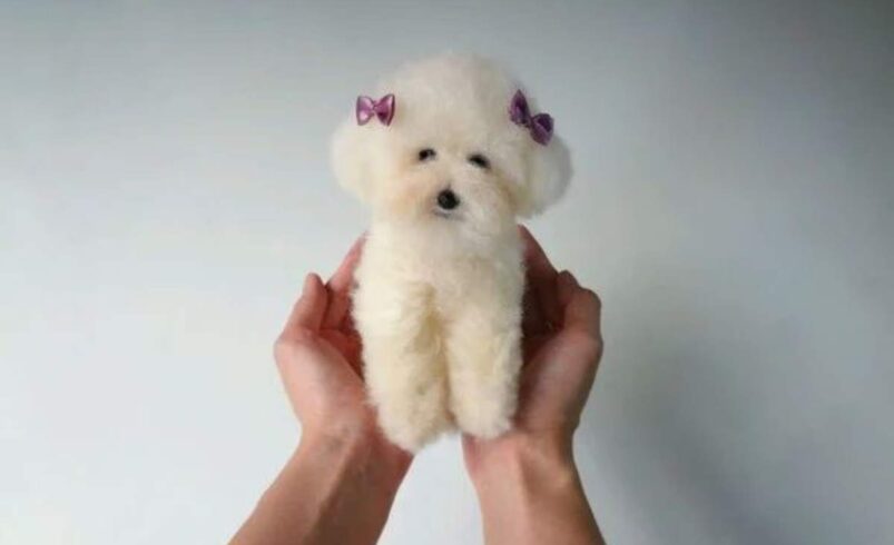 Poodle Toy Preço: Your Guide to Toy Poodle Prices